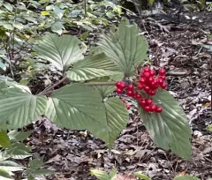 wright viburnum thumbnail 4