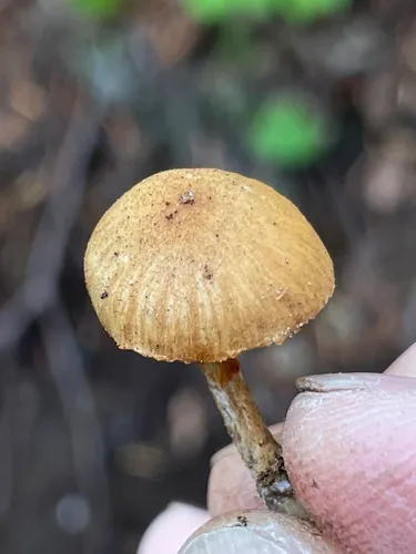 Galerina payettensis