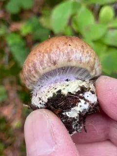 Thaxterogaster violaceonitens thumbnail 4