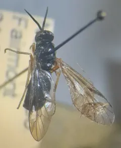 Rachicerus nitidus thumbnail 4