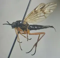 Xylophagus reflectens thumbnail 4