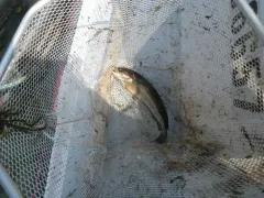 White Hake thumbnail 4