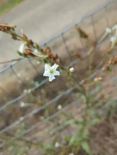 manyflower tobacco