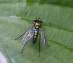 Condylostylus connectans thumbnail 3