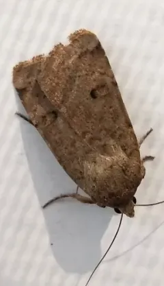 Well-marked Cutworm Moth thumbnail 3