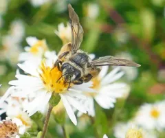 Andrena braccata thumbnail 2