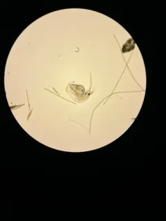 baltic long-nosed waterflea thumbnail 2