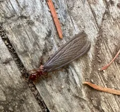 Nevada Dampwood Termite thumbnail 2
