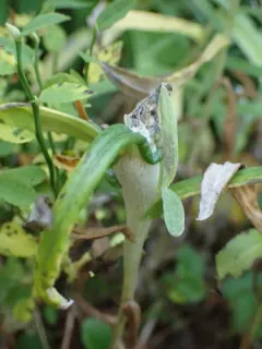 Trupanea californica thumbnail 2