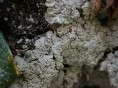 Carpet Beret Lichen thumbnail 3