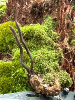 Ophiocordyceps ravenelii thumbnail 2