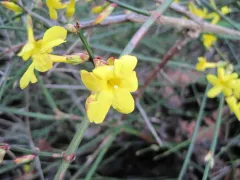 Winter jasmine thumbnail 2