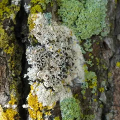 cobweb duster thumbnail 2