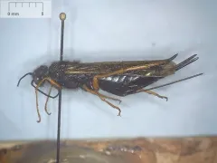 Blue Horntail thumbnail 3