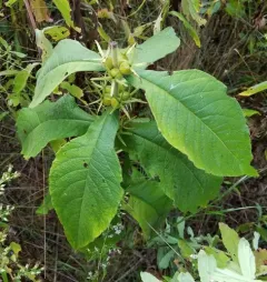 Perfoliate Tinker's-weed thumbnail 2