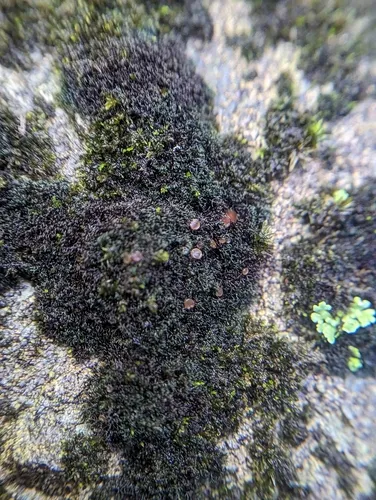 Eyed Mossthorns Lichen