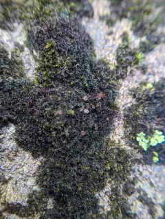 Eyed Mossthorns Lichen thumbnail 1