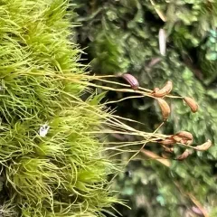 Dusky Fork-moss thumbnail 3