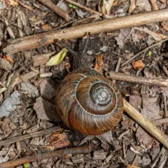 Idaho Forestsnail thumbnail 3