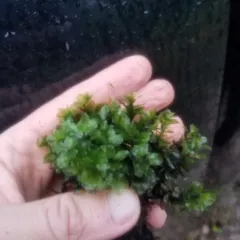 Appalachian penny moss thumbnail 3