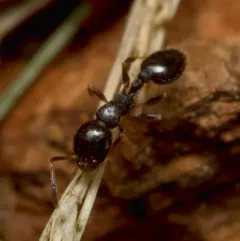 Long-spined Acorn Ant thumbnail 3