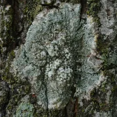bitter wart lichen thumbnail 3