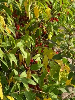 Prinsepia sinensis thumbnail 3