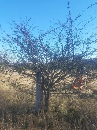 Klamath hawthorn