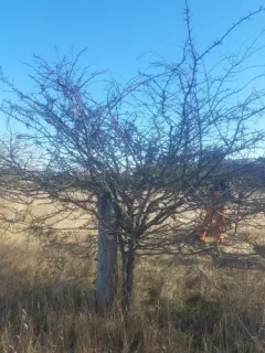 Klamath hawthorn thumbnail 1