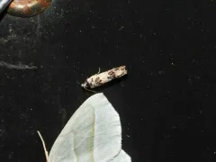 Ornate Eucosma thumbnail 3