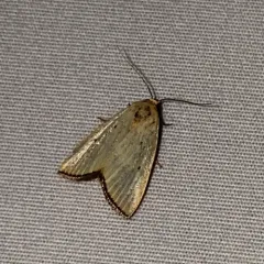 Black-bordered Lemon Moth thumbnail 3