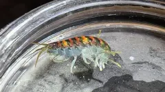 Apohyale pugettensis thumbnail 2