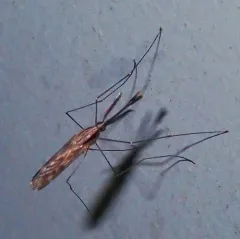 Anopheles perplexens thumbnail 3