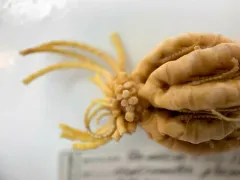Heliometra glacialis thumbnail 3