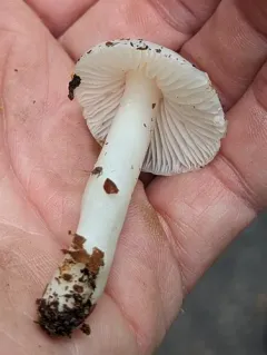 Humidicutis pura thumbnail 3