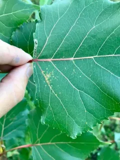 Melampsora medusae thumbnail 2
