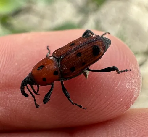 Ironweed Curculio