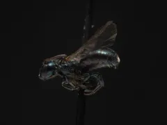 Ceratina acantha thumbnail 4