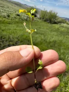 Field Monkey-flower thumbnail 3