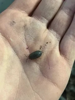 Swift Woodlouse thumbnail 2