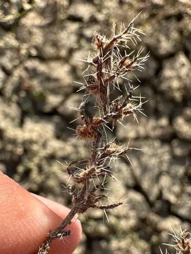 moth combseed