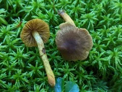 Cortinarius huronensis thumbnail 4