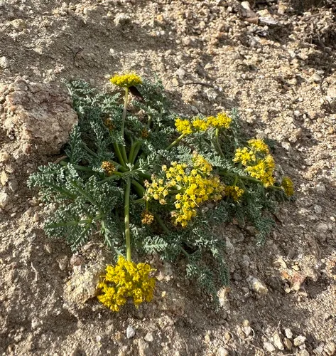 Waxy Springparsley