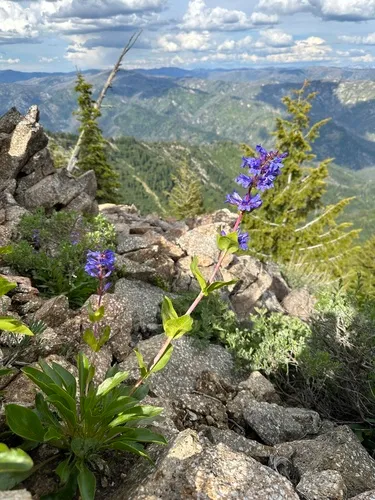 Payette Beardtongue