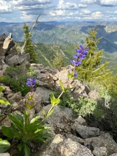Payette Beardtongue thumbnail 1