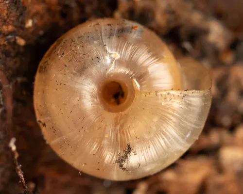 Vancouver Snail