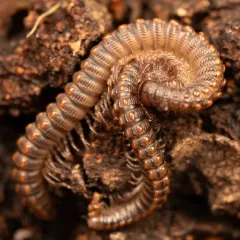 Chelojulus sculpturatus thumbnail 2