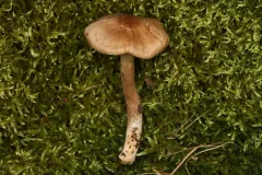 Cortinarius valgus thumbnail 2
