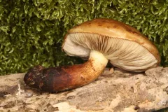 Pholiota heteroclita thumbnail 2