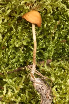 digitate fieldcap thumbnail 1